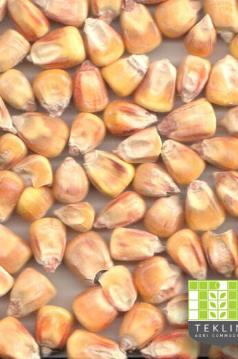 Yellow corn