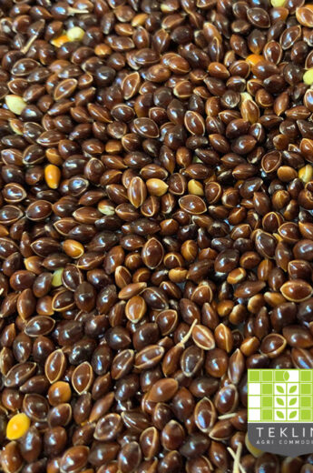 Black Millet