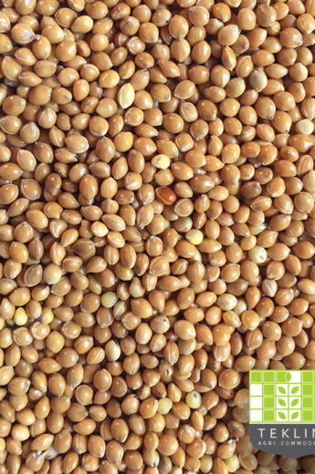 Yellow Millet