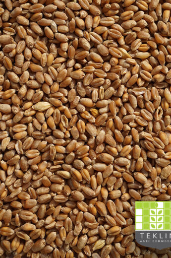 Wheat