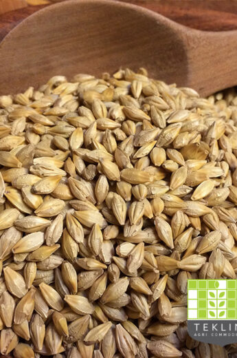 Malting barley