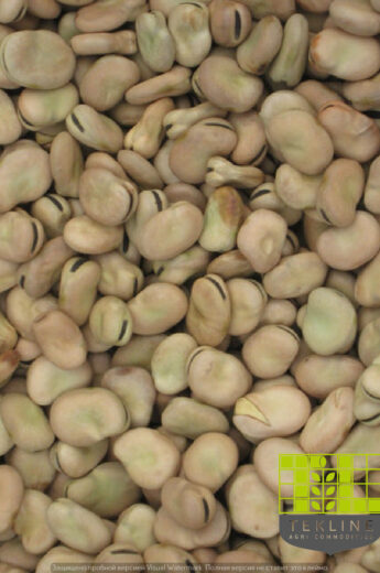 Fava beans