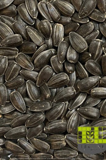 Sunflower black seeds