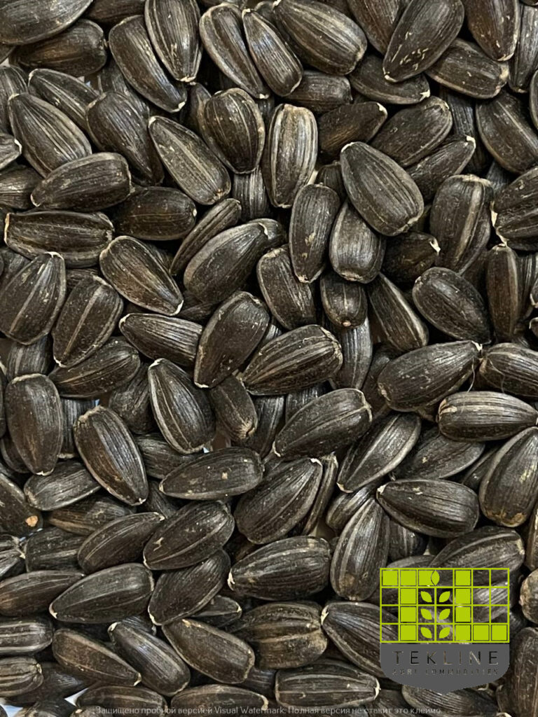Sunflower black seeds buy from Tekline. Photo 1
