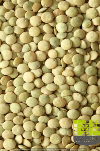 Lentils green
