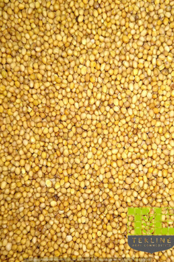 Mustard yellow seeds