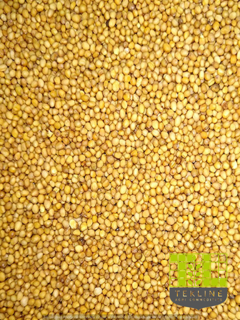 Mustard yellow seeds buy from Tekline. Photo 1