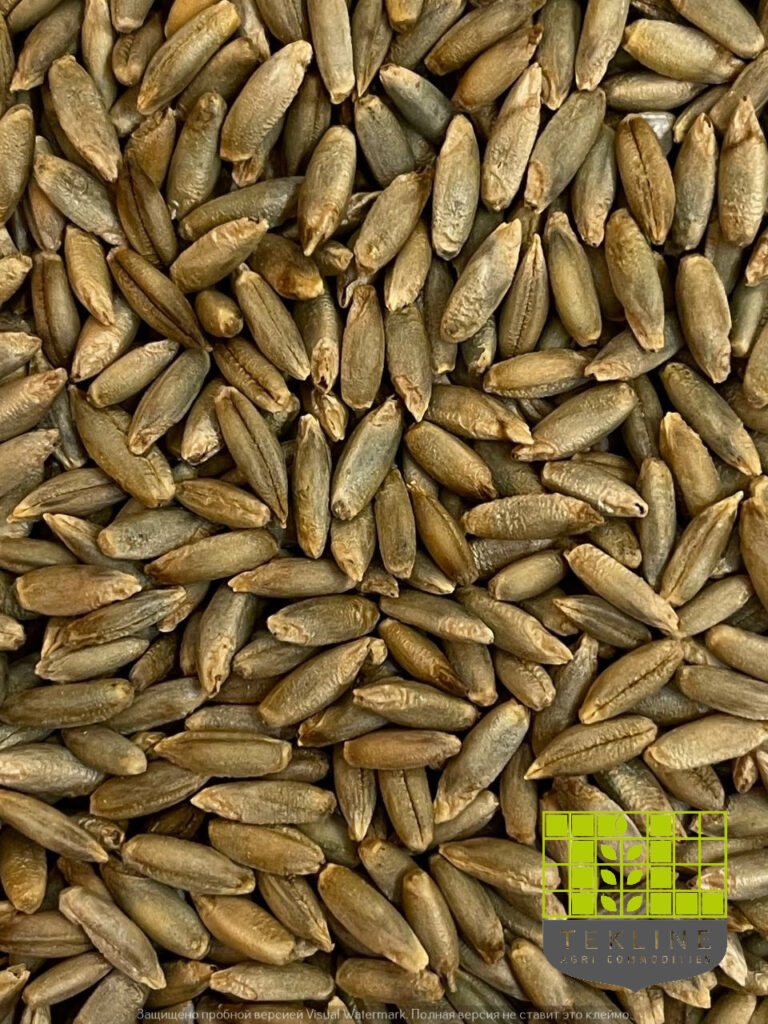 Rye buy from Tekline. Photo 1