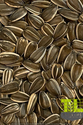 Striped sunflower seeds