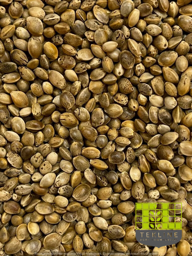 Hemp seeds buy from Tekline. Photo 1