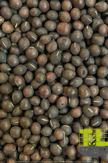 Vetch seeds