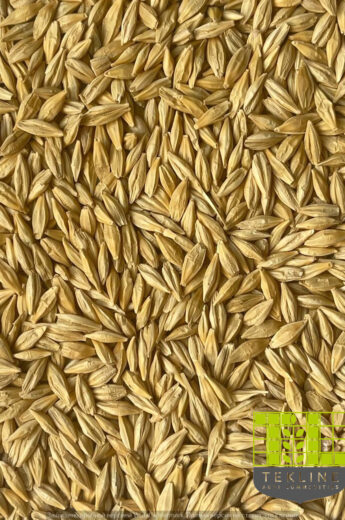 Barley